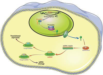 MicroRNAs as Regulators of Immune and Inflammatory Responses: Potential Therapeutic Targets in Diabetic Nephropathy